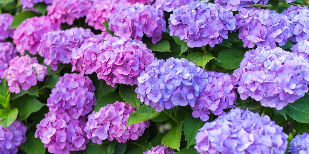 【2018年最新】6月が見ごろ♡お出かけにおすすめの花畑スポット