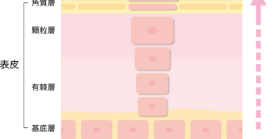 真逆のようで実は同じ。ターンオーバーの早い&遅い原因と解決法