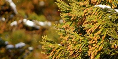 花粉症対策に食べるとよい食材と、花粉症の人が避けるべき食事・食品