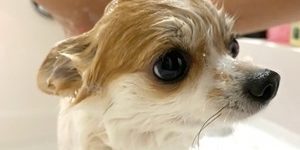 「洗顔料」や「シャンプー」なんていらない? 自然界にならう美容習慣