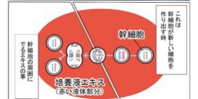 【漫画で読む美容情報】幹細胞コスメって何?