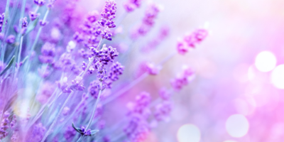 HABAスクワランオイルに限定ラベンダーが仲間入り!本音レビューです。